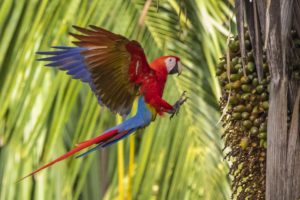 BIRD SCARLET MACAW