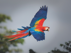 Scarlet Macaw