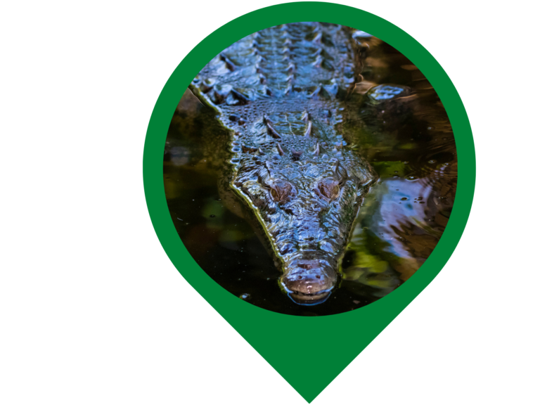 Crocodile Icon