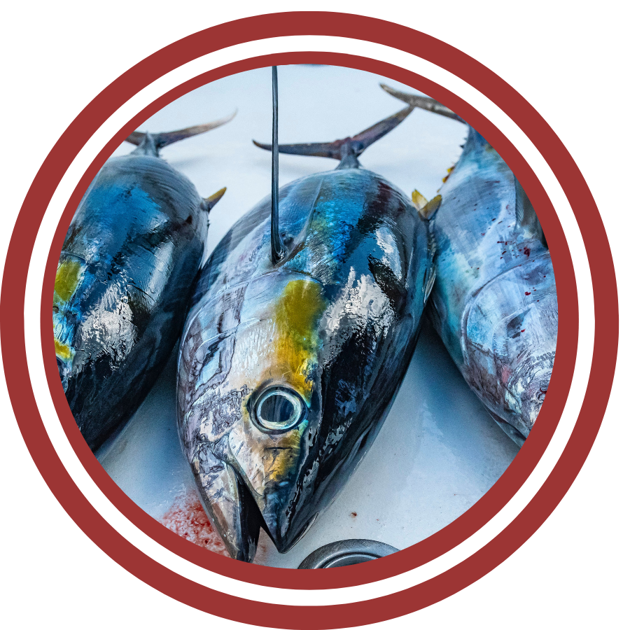 Yellowfin Tuna